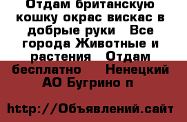 Отдам британскую кошку окрас вискас в добрые руки - Все города Животные и растения » Отдам бесплатно   . Ненецкий АО,Бугрино п.